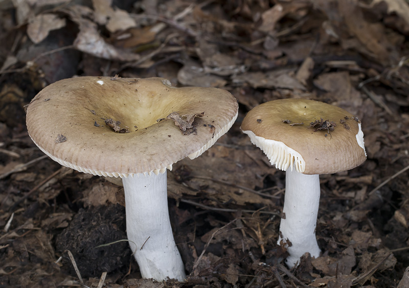 Russula cuprea